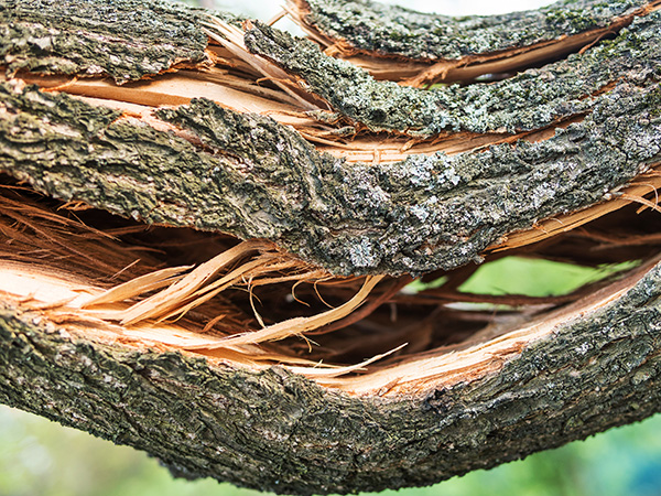 Storm Damage Cleanup PB CTA Image 1