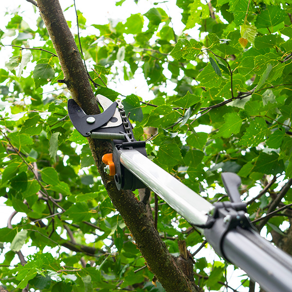 Storm Damage Cleanup PB Image 3