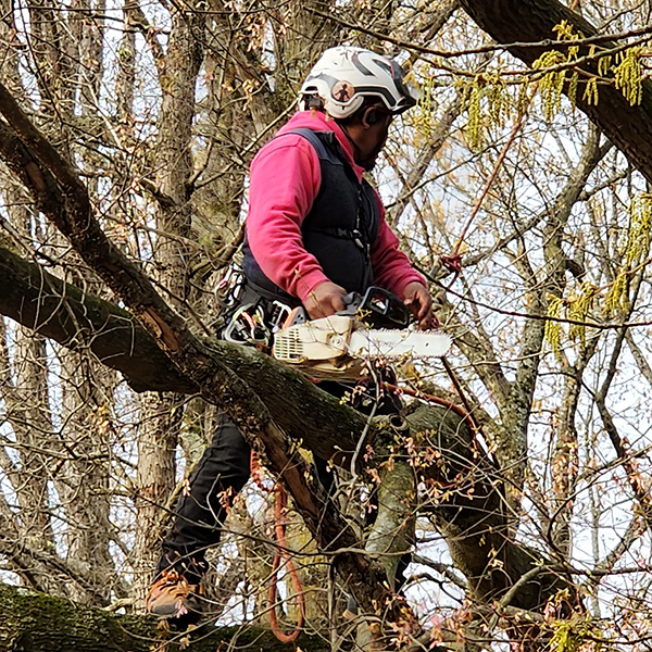 Storm Damage Cleanup PB Image 4