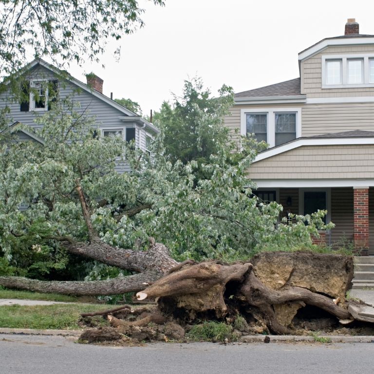 fallen tree on house