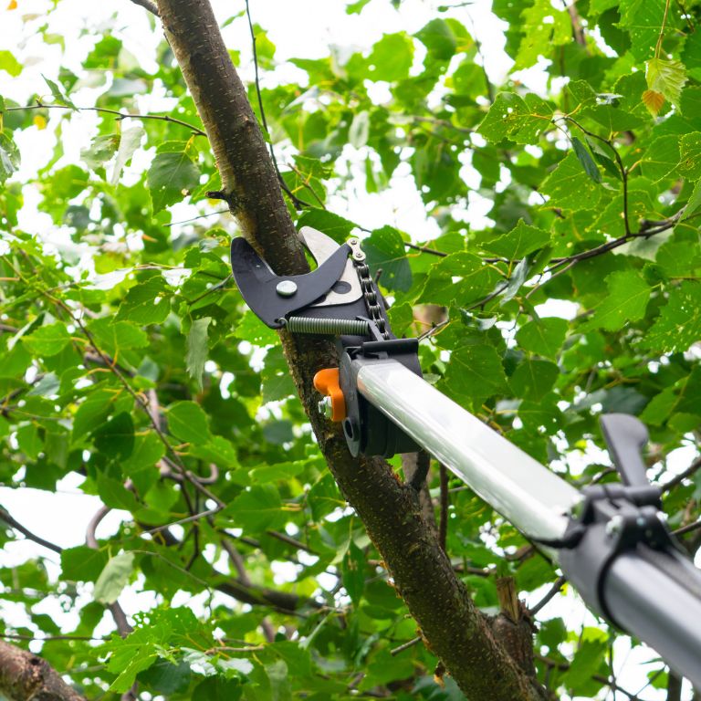 cutting a tree branch