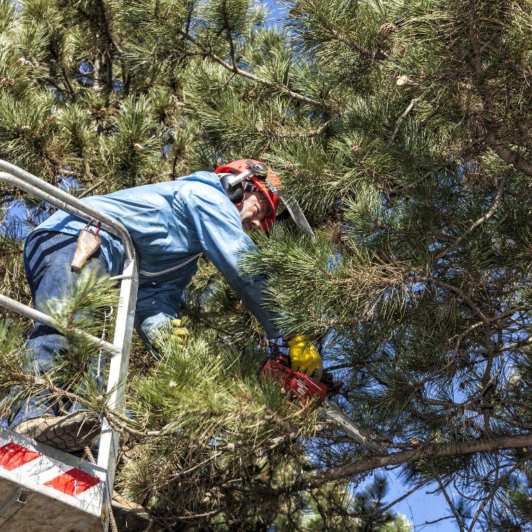 professional up high pruning a tree