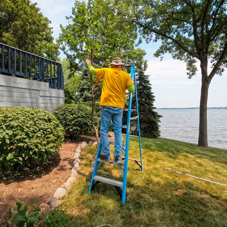 professional on a ladder assessing tree