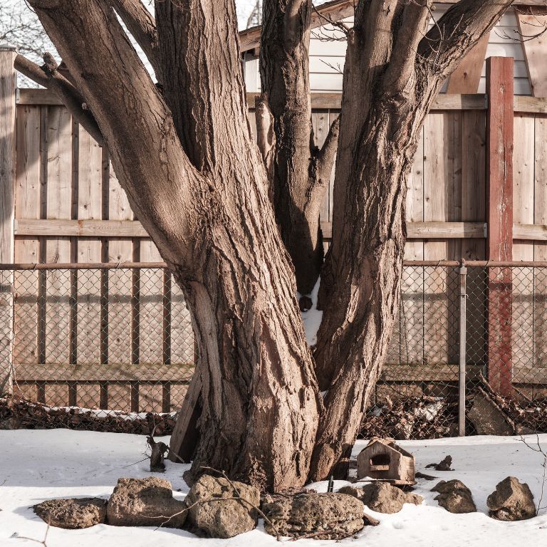large tree in snowy backyard