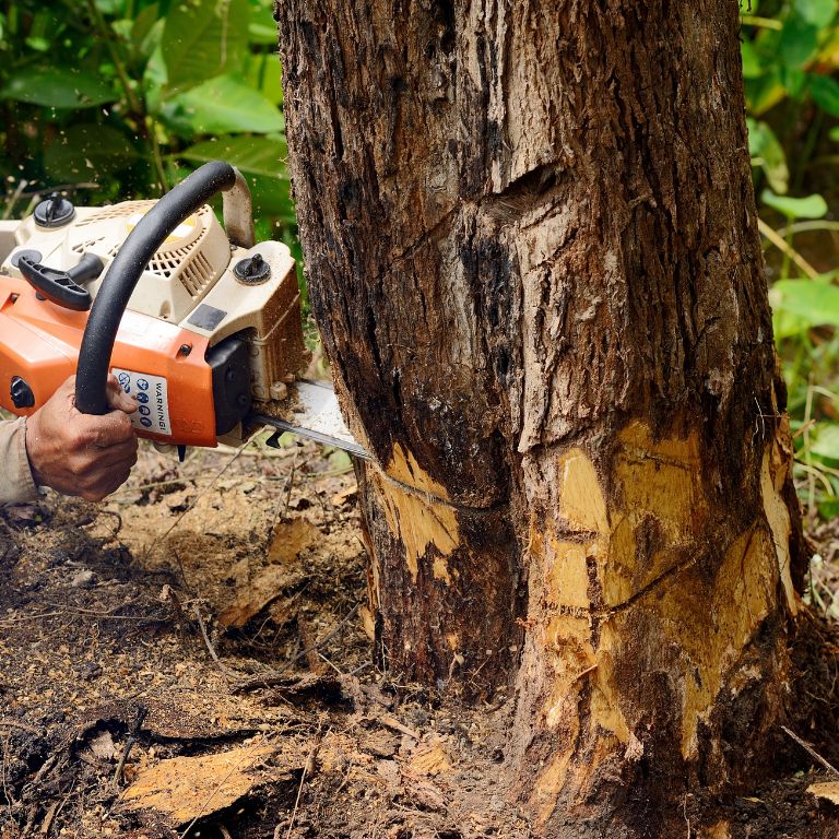 cutting down a large tree
