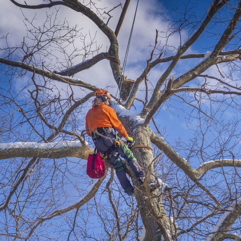 professional up in tree