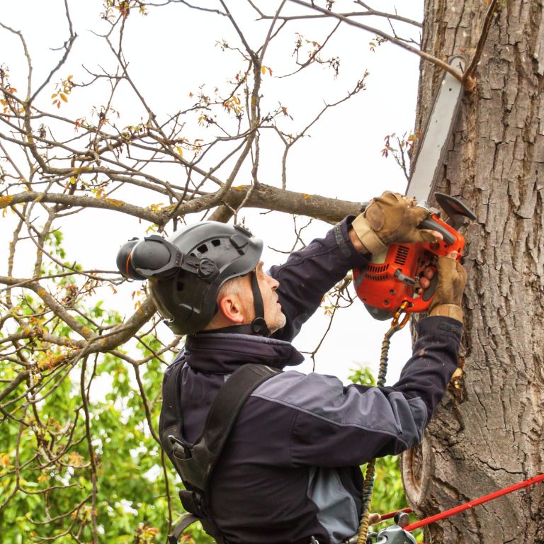 professional cutting branches off a tree