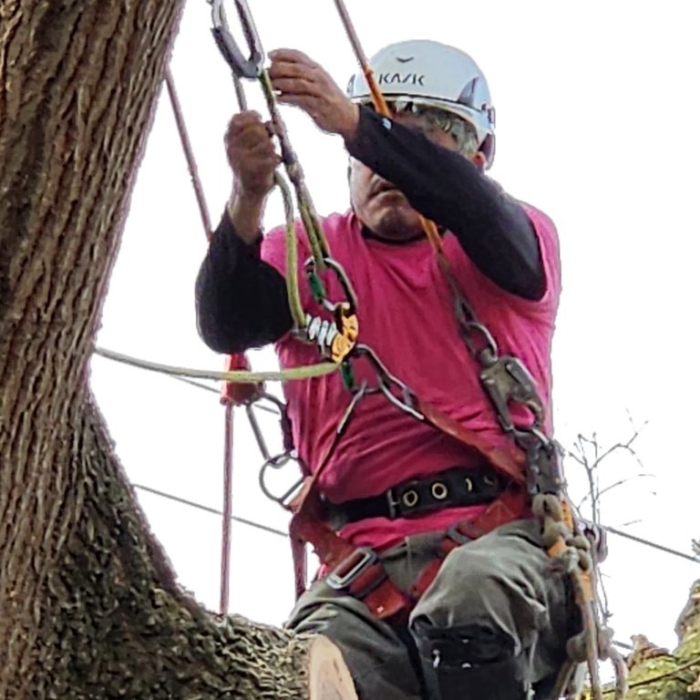 worker supported by ropes in tree