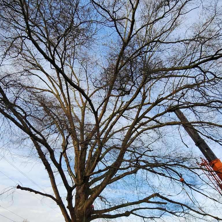 tree