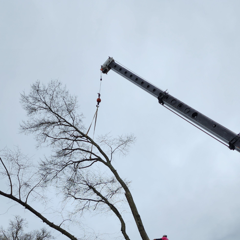 tree and crane