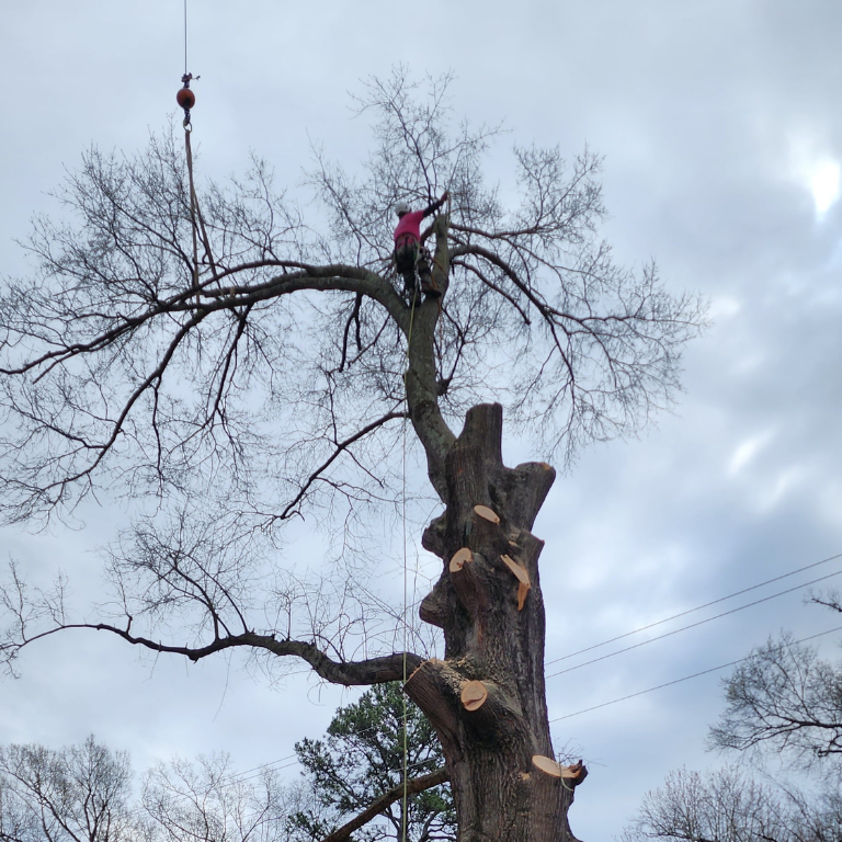 tree removal