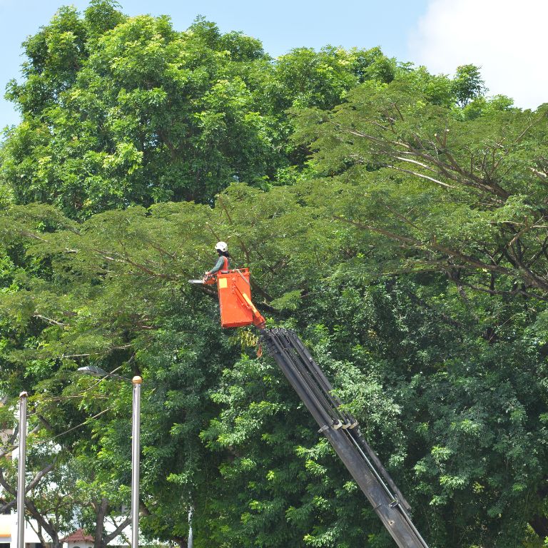Person on a crane near a tree
