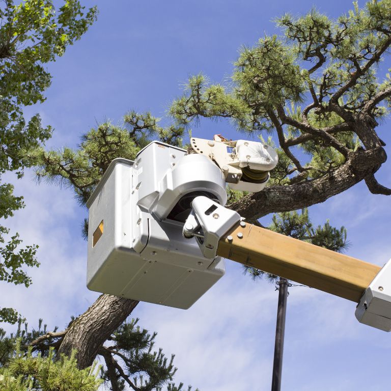 Crane being lifted towards a tree